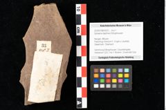 Foto (Objekt + Etikett) von Sphaeria daphnes Ettingshausen (NHMW-GEO-2024-0188-0033)